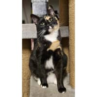 Photo of 12138   Black Mask