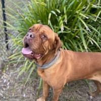 Photo of Lilly (7072)