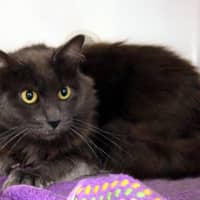 Photo of Smokey Sta013393