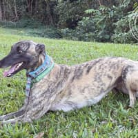 Photo of Meg (Little Meg)