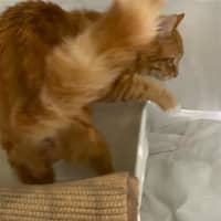 Photo of Biscoff