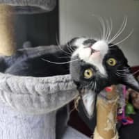 Photo of Mochi