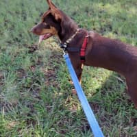 Photo of Daisy