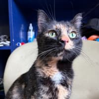 Photo of Doughnut