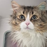 Photo of Hommus