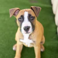 Photo of Comet