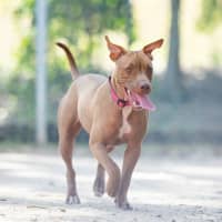 Photo of Ivy