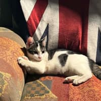 Photo of Pixie