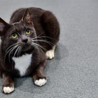 Photo of Wallace