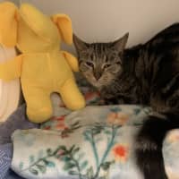 Photo of Eeyore