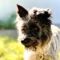 Photo of Truffles O’cleary