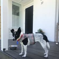 Photo of Bindi   5 Year Old Fox Terrier