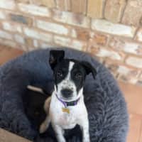 Photo of Stella