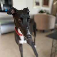 Photo of Dashi, The Greyhound