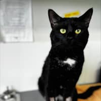 Photo of Terry Crews