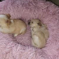 Photo of Millie's Pups   Shih Tzu X Maltese
