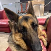 Photo of Bear