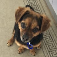 Photo of Barney   3 Year Old Chihuahua X Terrier