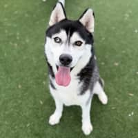 Photo of Ace Imp 3170