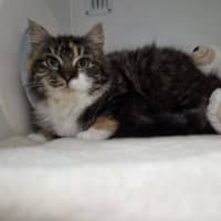 Photo of Cora