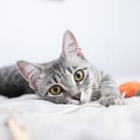 Photo of Willow