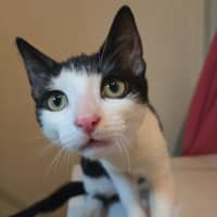 Photo of Gonzales