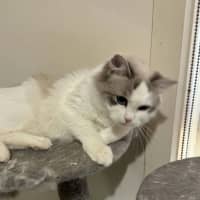 Photo of Misty