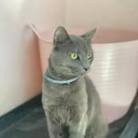 Photo of Memphis (9183)