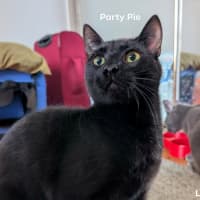 Photo of Party Pie