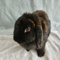 Photo of Juno 