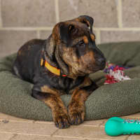 Photo of Bennie