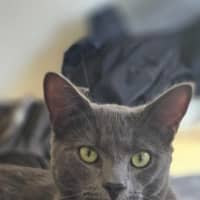 Photo of Maverick