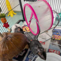 Photo of Waffle