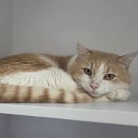 Photo of Toast