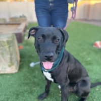 Photo of Paxton   10 Month Old Labrador X Staffy