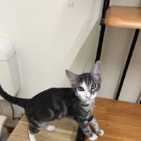 Photo of Cheeto   Now At Pet Quarters Rutherford