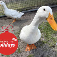Photo of Daffy 