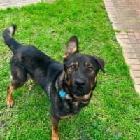 Photo of Ace