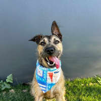 Photo of Noah *$250 Adoption Fee*