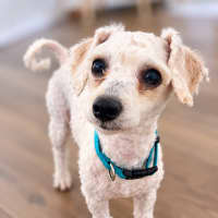 Photo of Alfie