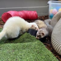 Photo of Sid & Digby