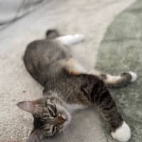 Photo of Sugar