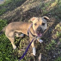 Photo of Tank