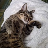 Photo of Leo