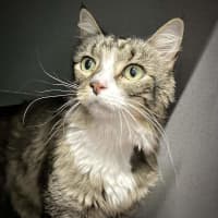 Photo of Coco
