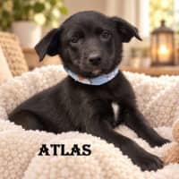 Photo of Atlas