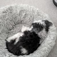Photo of Molly