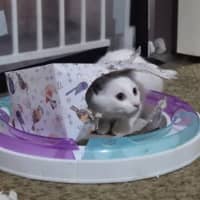 Photo of Marshmallow