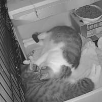 Photo of Muffin And Boofus