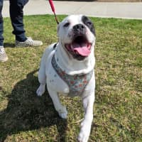 Photo of Dotti